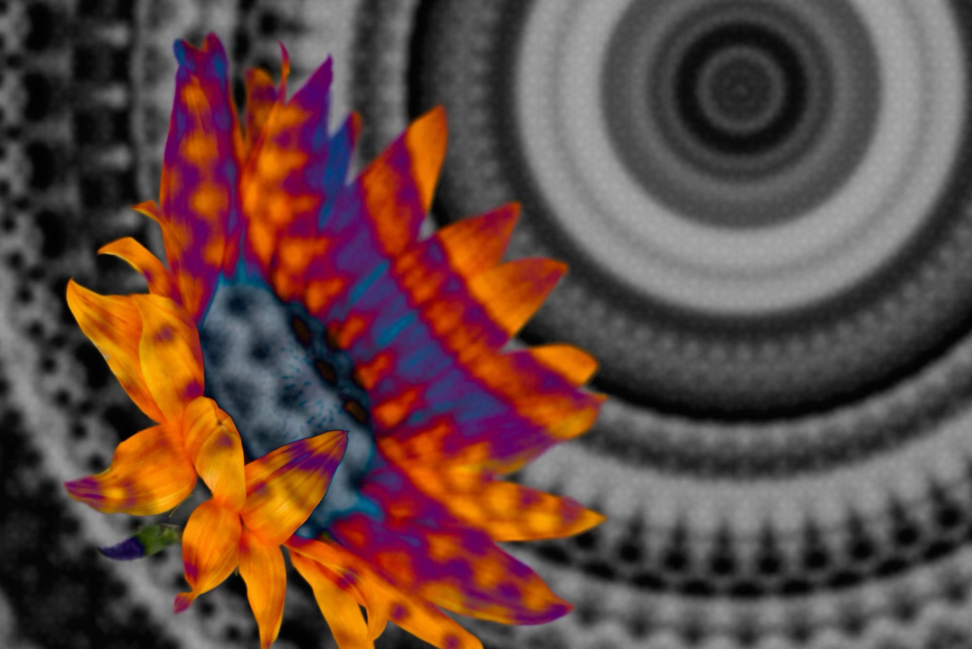 Colorful abstract design with orange and purple elements on a black and white concentric circle background